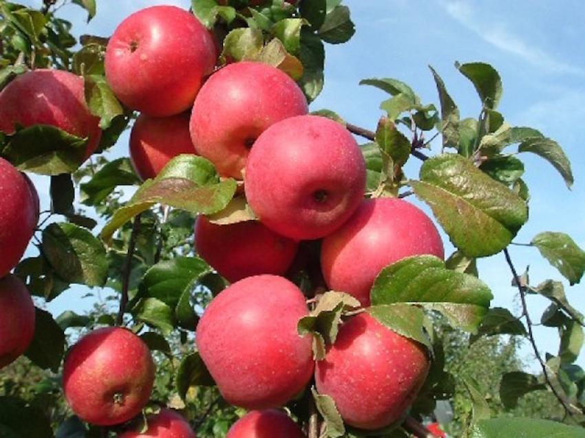 Äpfel, Foto: Hauke